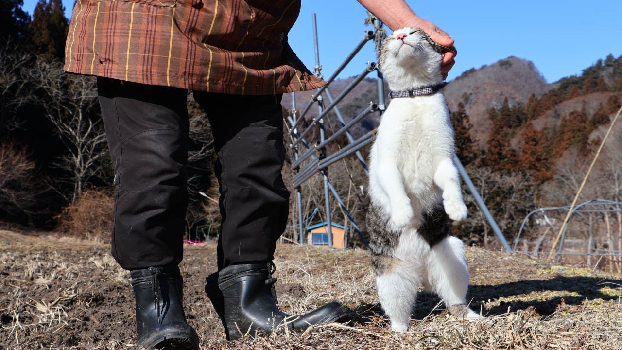 さばじろう散歩　Walk with the cat　260206