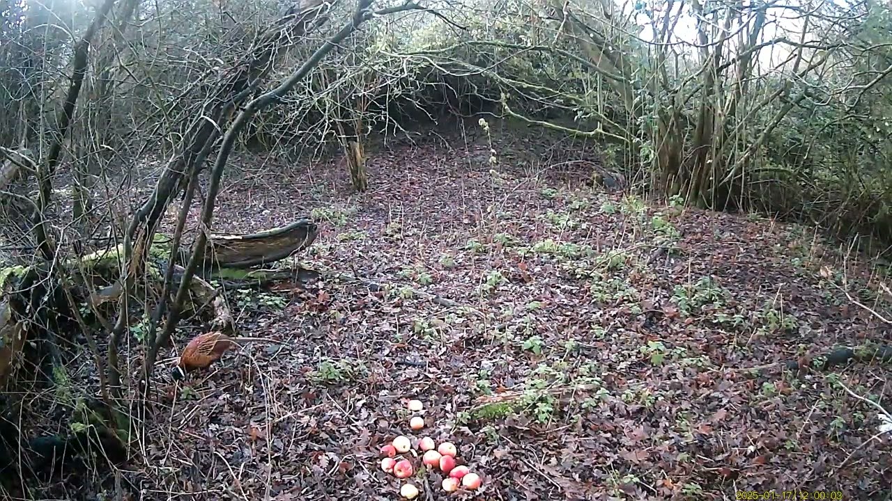 Pheasant foraging in the small woods