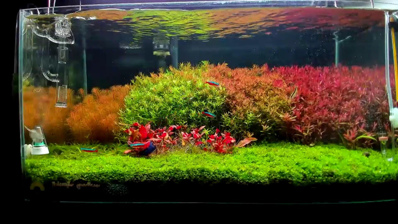 Live Aquascape Dutch Style 60 cm | Cinematic Plant Tank