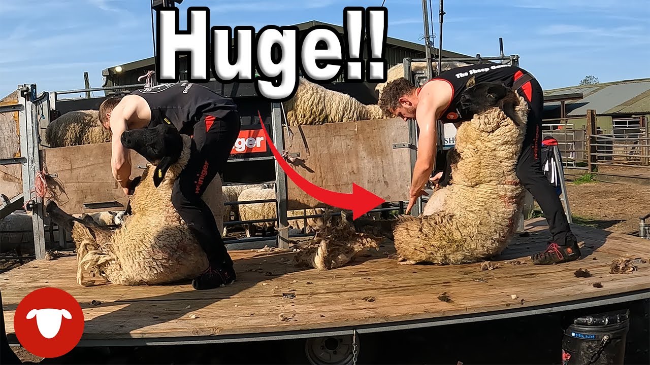 These BIG SHEEP left me BROKEN
