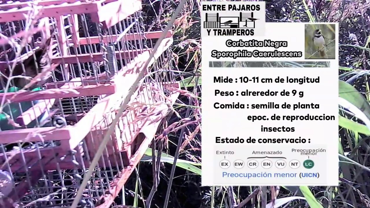 24/01/21 hoy pudimos capturar la corbata para la trampera que habiamos reparado