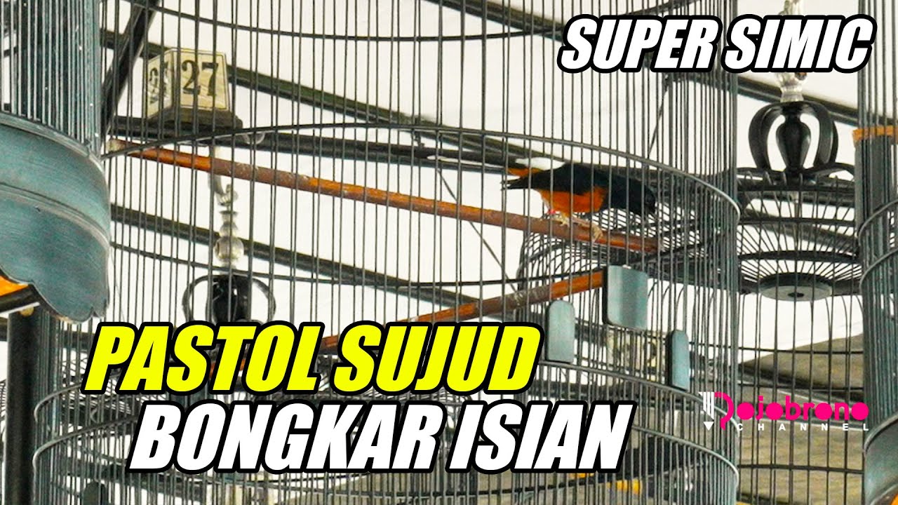 Piala Ketua SKS #1 : Telah Ditemukan Murai Pastol Gila SUPER SIMIC Hasil Penangkaran Surya Naga
