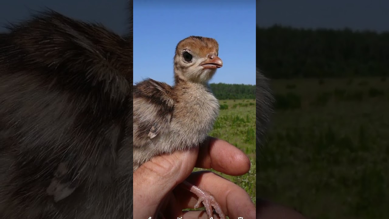 cute baby turkey bird 