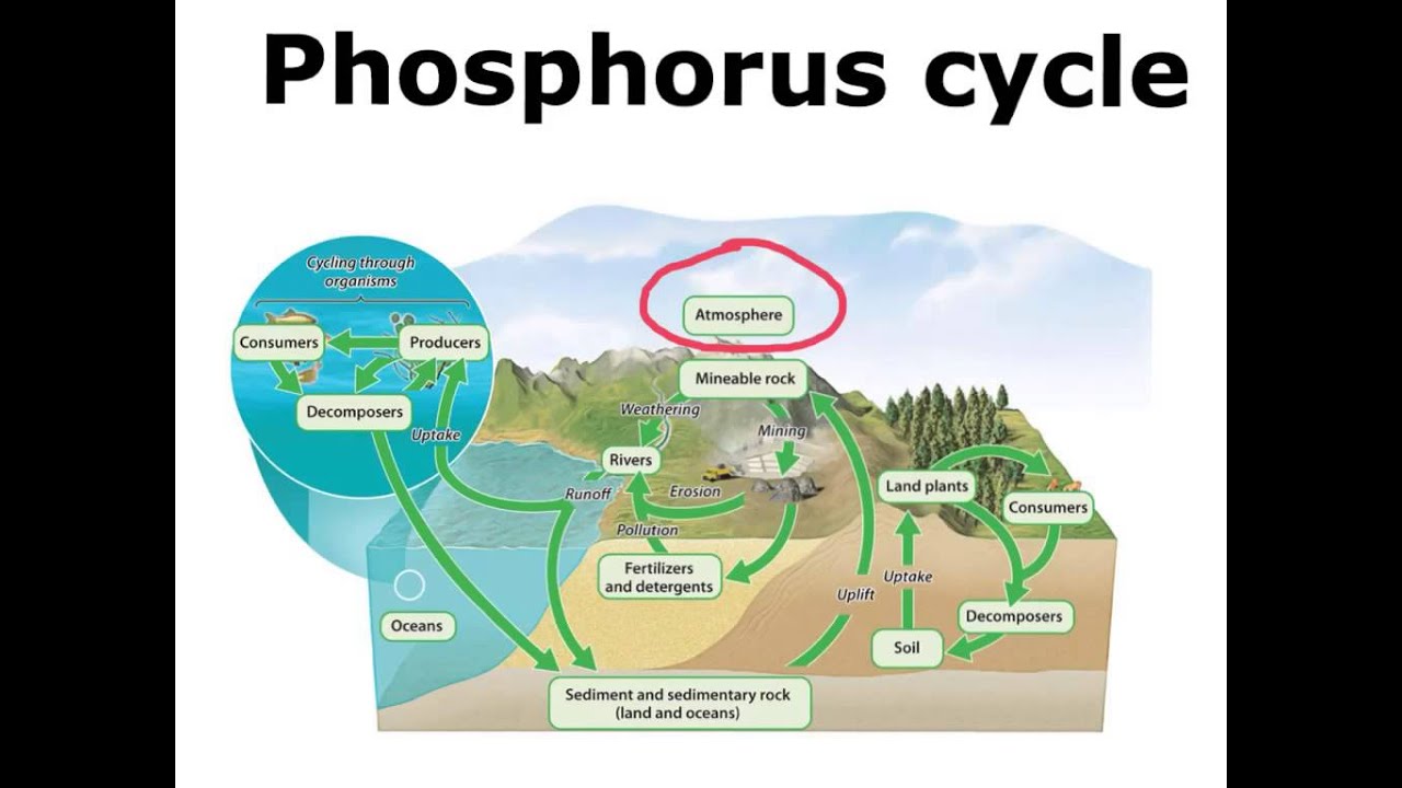 Phosphorus Cycle