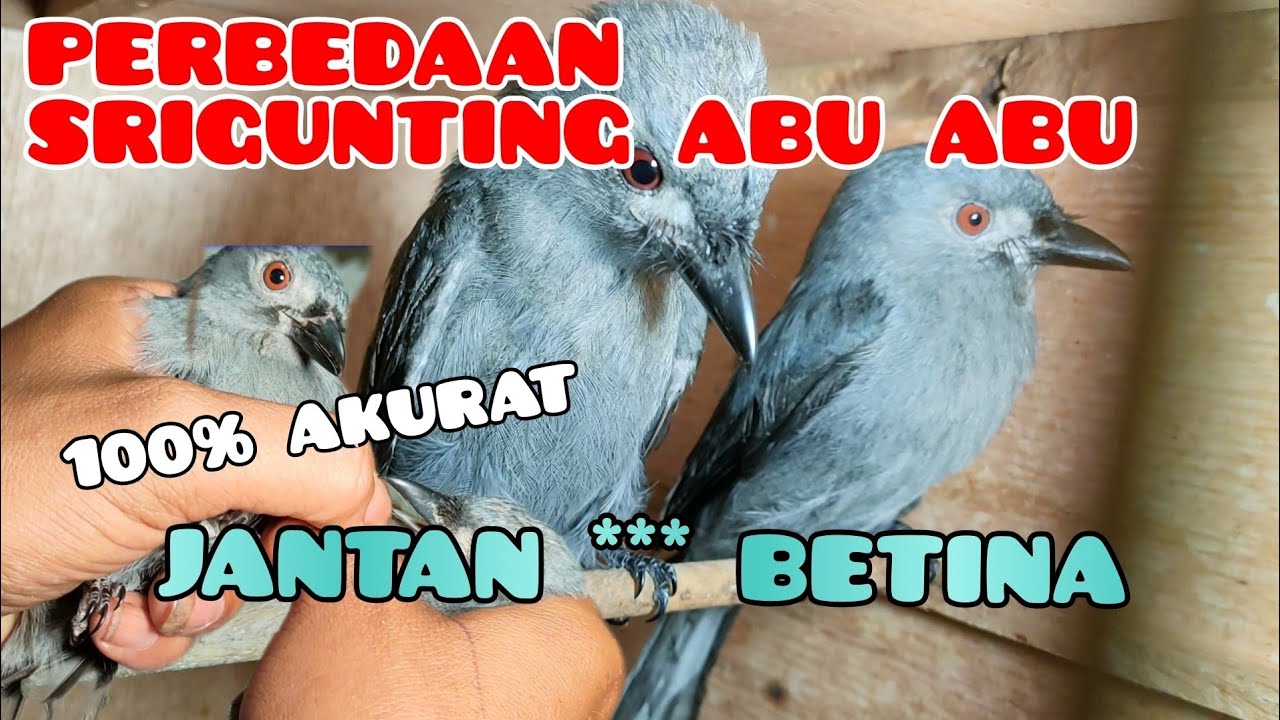 PERBEDAAN SRIGUNTING ABU ABU JANTAN DAN BETINA