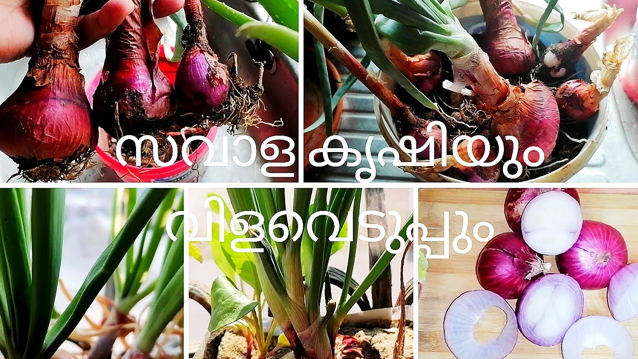 മുളച്ച സവാള കളയാതെ ഇങ്ങനെ ചെയ്താൽ ഒരുപാട് സവാള പിടിക്കും /Regrow Onion Start to end/Health Benefits