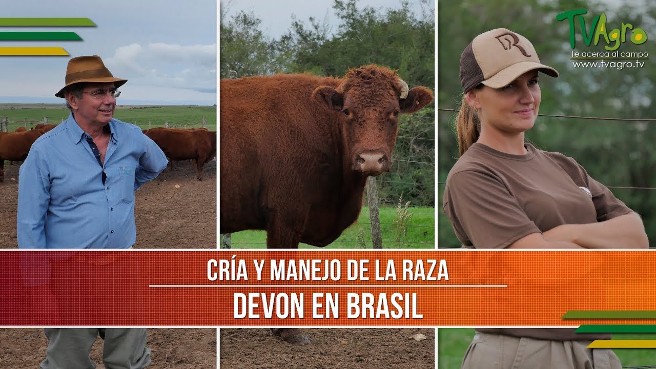 Caracteristicas de la Cria y Manejo de la Raza Devon - TvAgro por Juan Gonzalo Angel