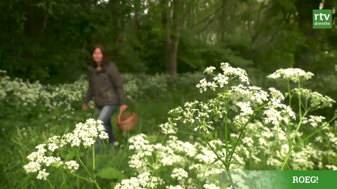 Eten uit de natuur: wildplukomelet