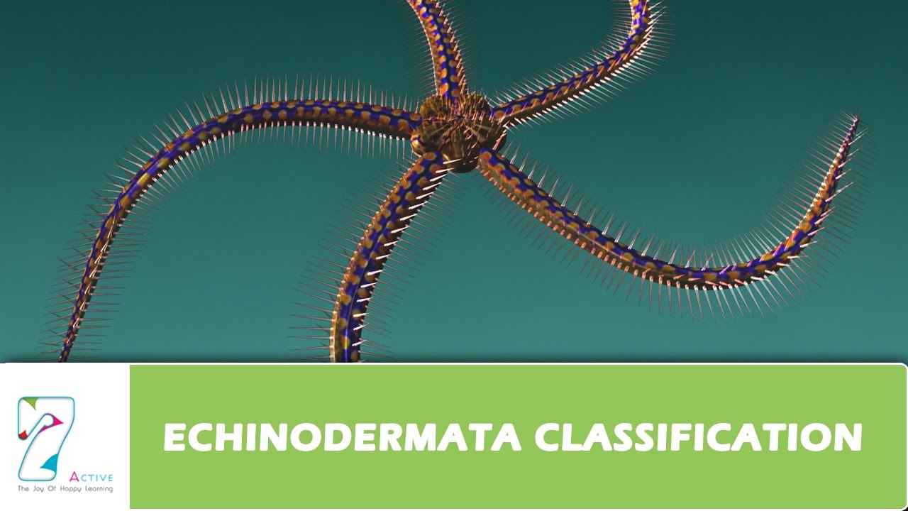 ECHINODERMATA CLASSIFICATION Part-1