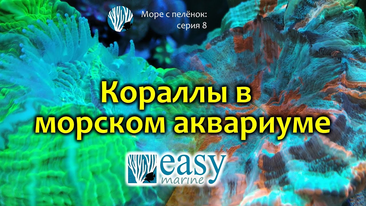 Кораллы в морском аквариуме. Баллинг
