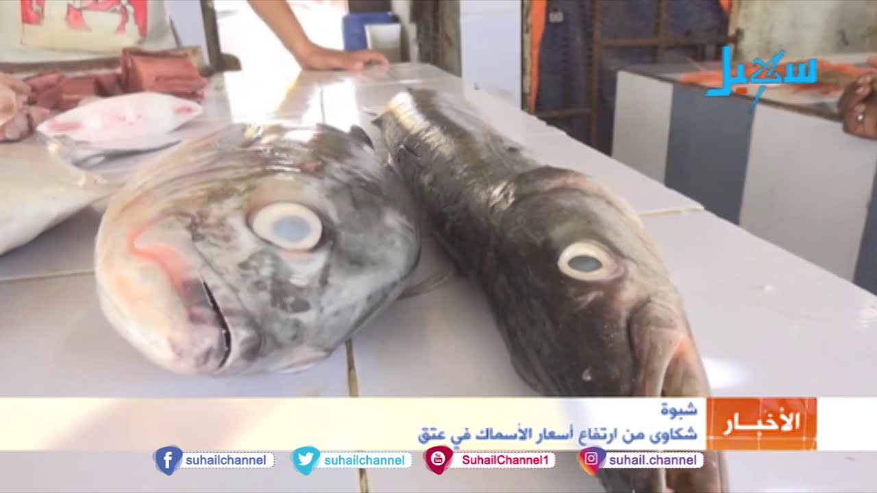 #شبوة  . .  شكاوى من ارتفاع أسعار الأسماك في عتق