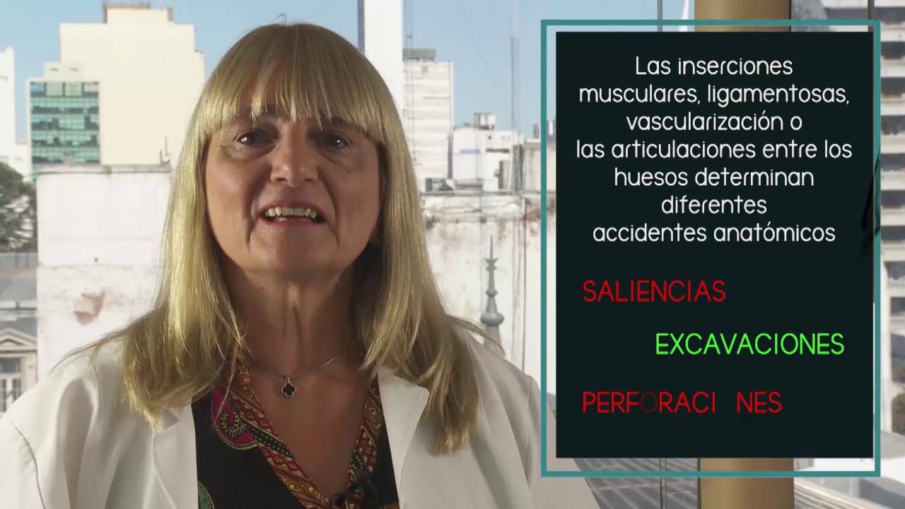ANATOM&Iacute;A: Aparato locomotor. PARTE I