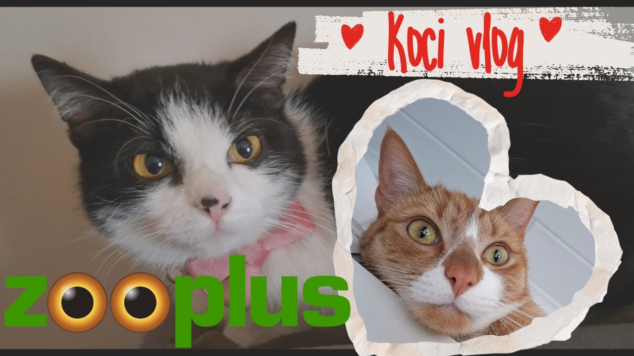 Zooplus 🐾 Zabawki😻Karmy😻Akcesoria 😻 9 rzeczy które musi mieć Twój kot🐾koty i 🐶@kociaranaluzievlog 