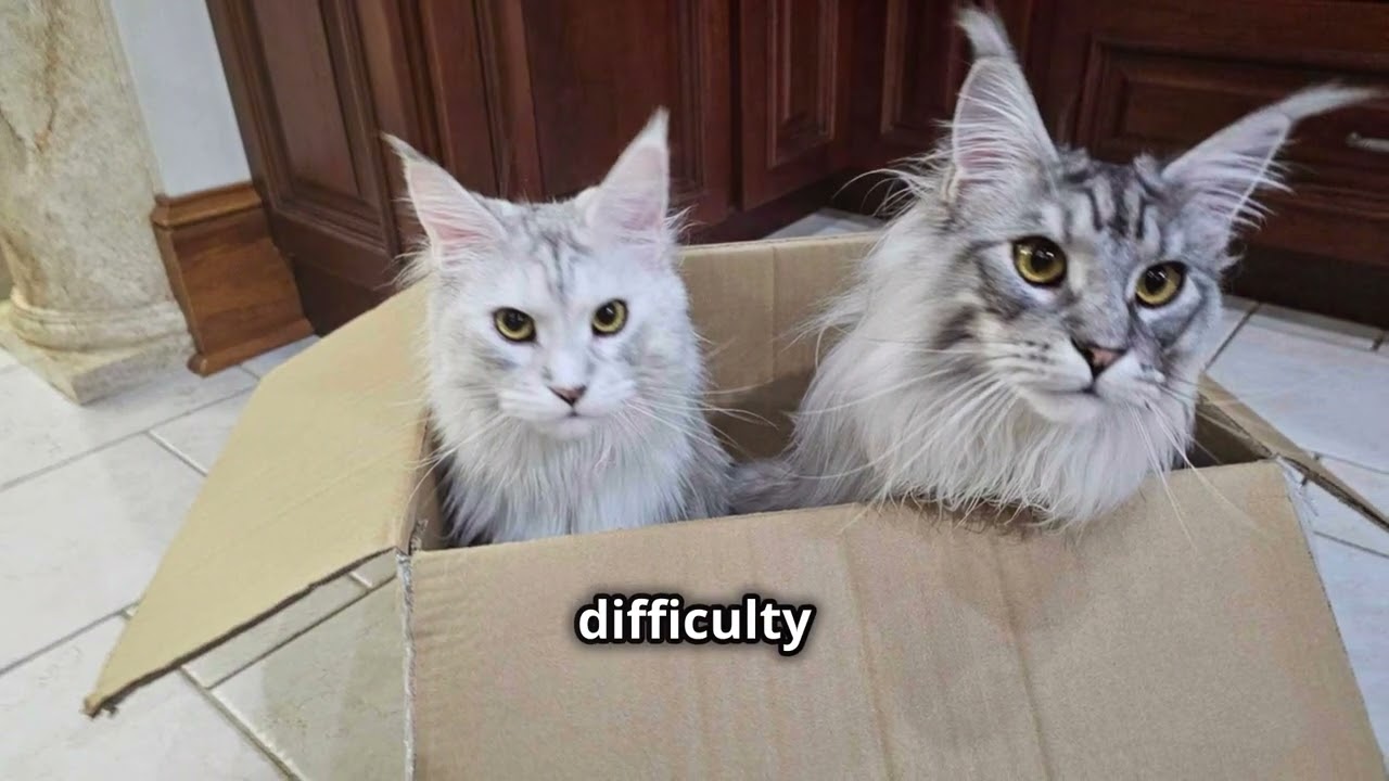 The Shocking Truth About Declawing Maine Coon
