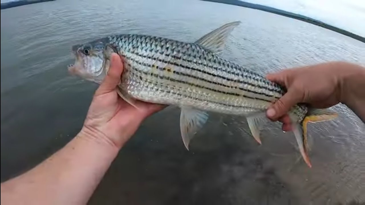 Crazy Tiger Fishing after the rain -8 Feb