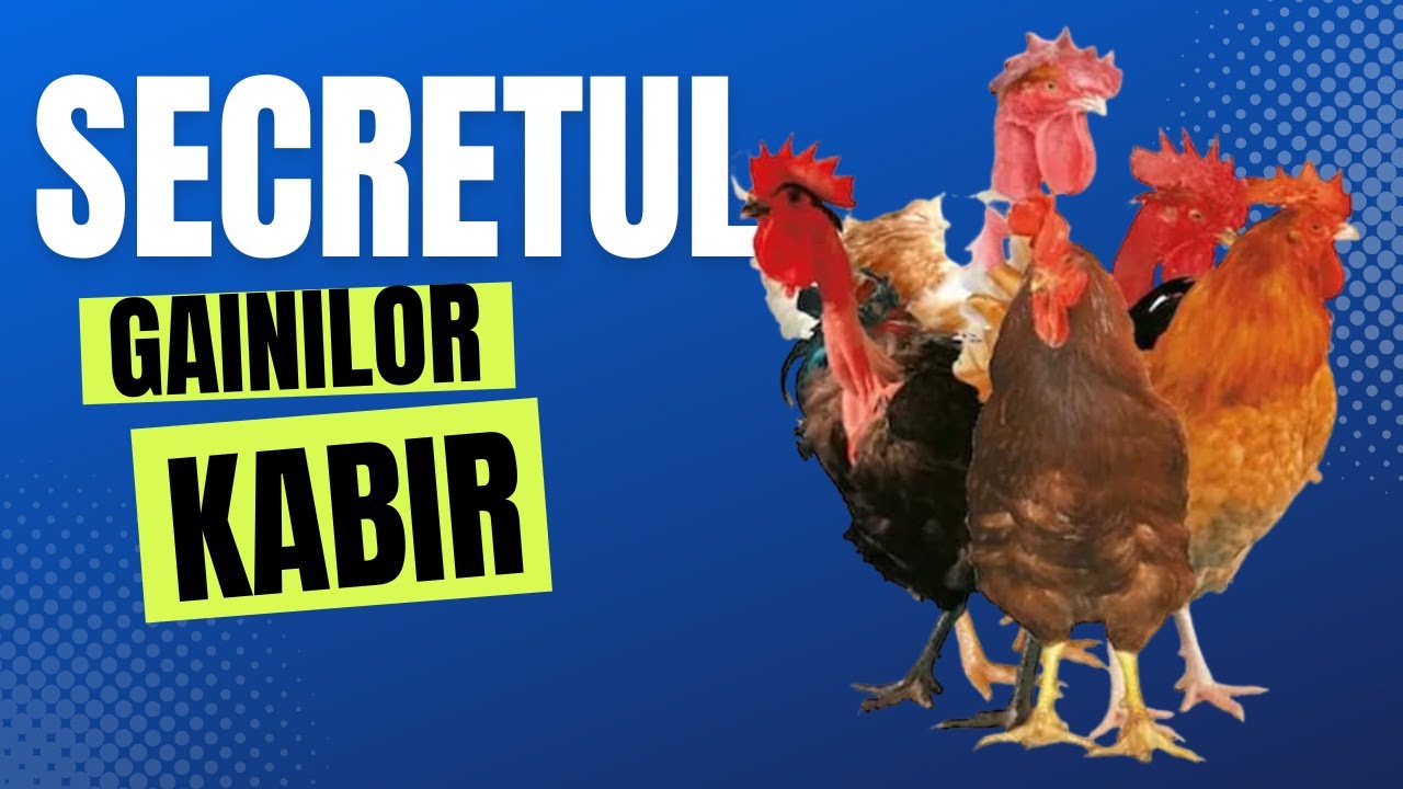 Kabir este rasă de găina sau un hibrid.
