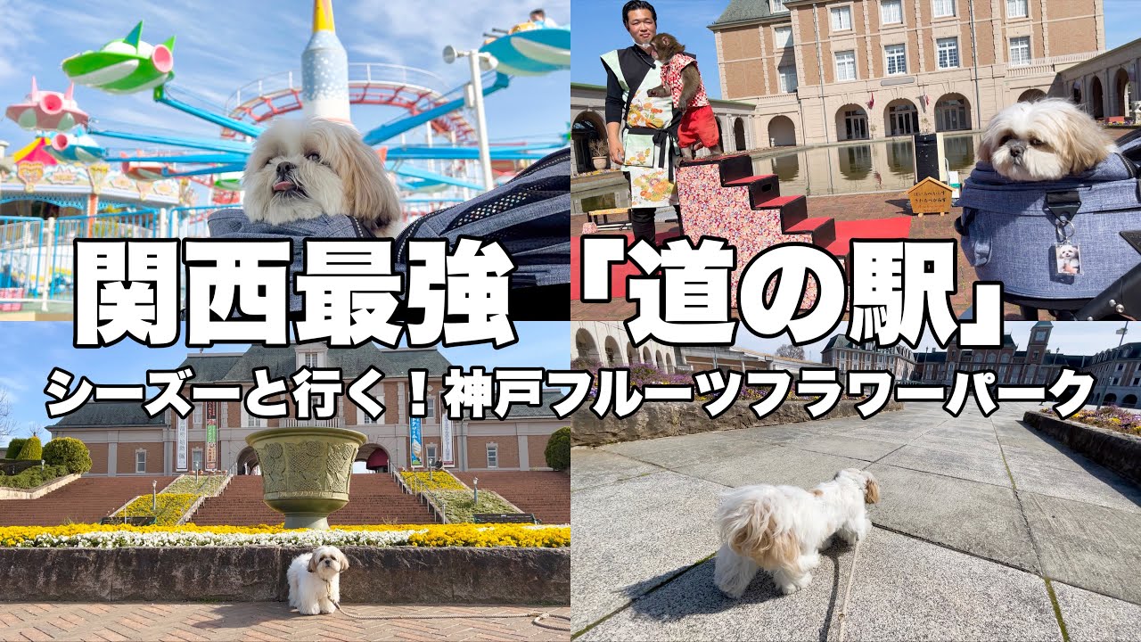 【関西最強道の駅】神戸フルーツフラワーパークが穴場すぎた！#シーズー #はに丸 #犬のいる暮らし