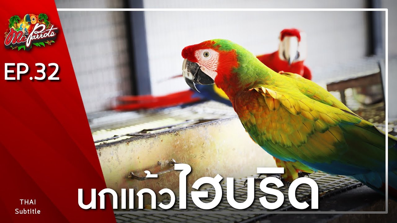 EP32.นกแก้วไฮบริด