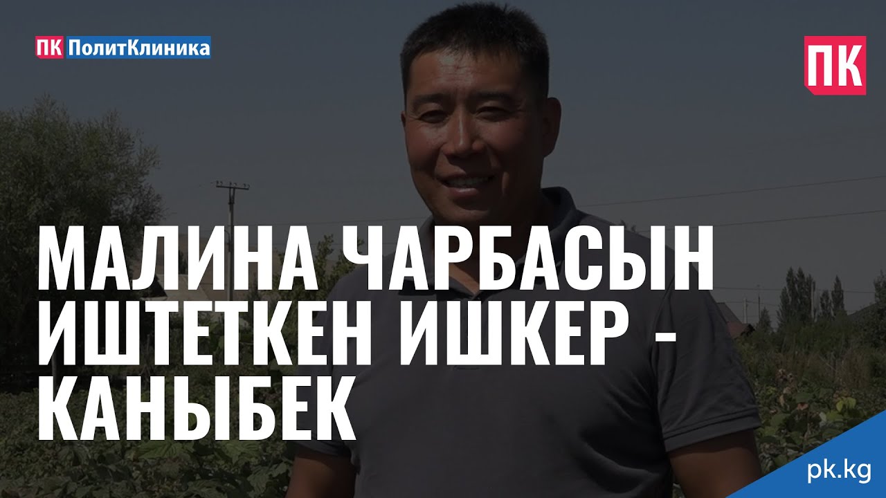 Малина чарбасын иштеткен ишкер - Каныбек