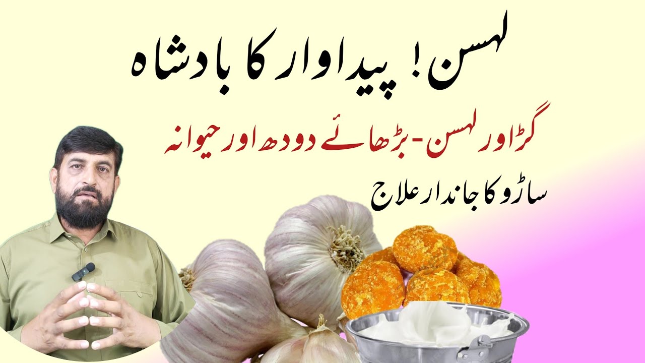 Garlic - لہسن Se Cow Buffalo Mein Doodh Aur حیوانہ Barhanay Aur کھلانے Ka Tarika | Use in Mastitis 