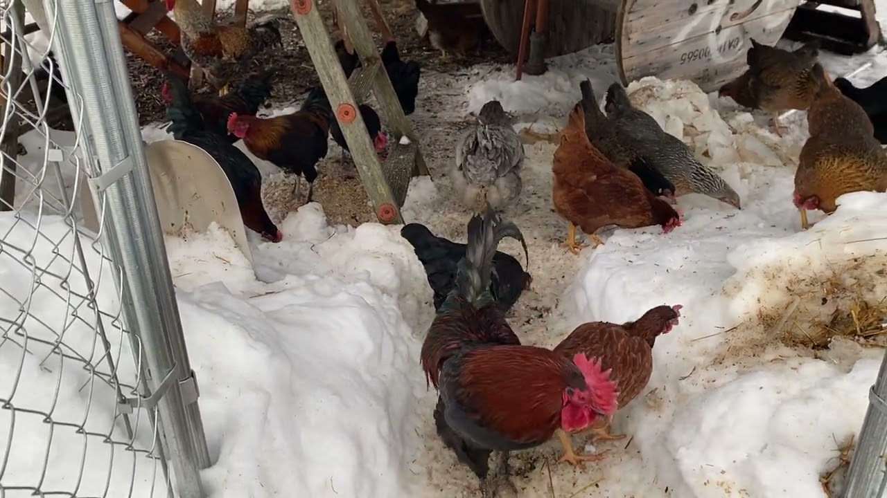 My chickens  1/7/26