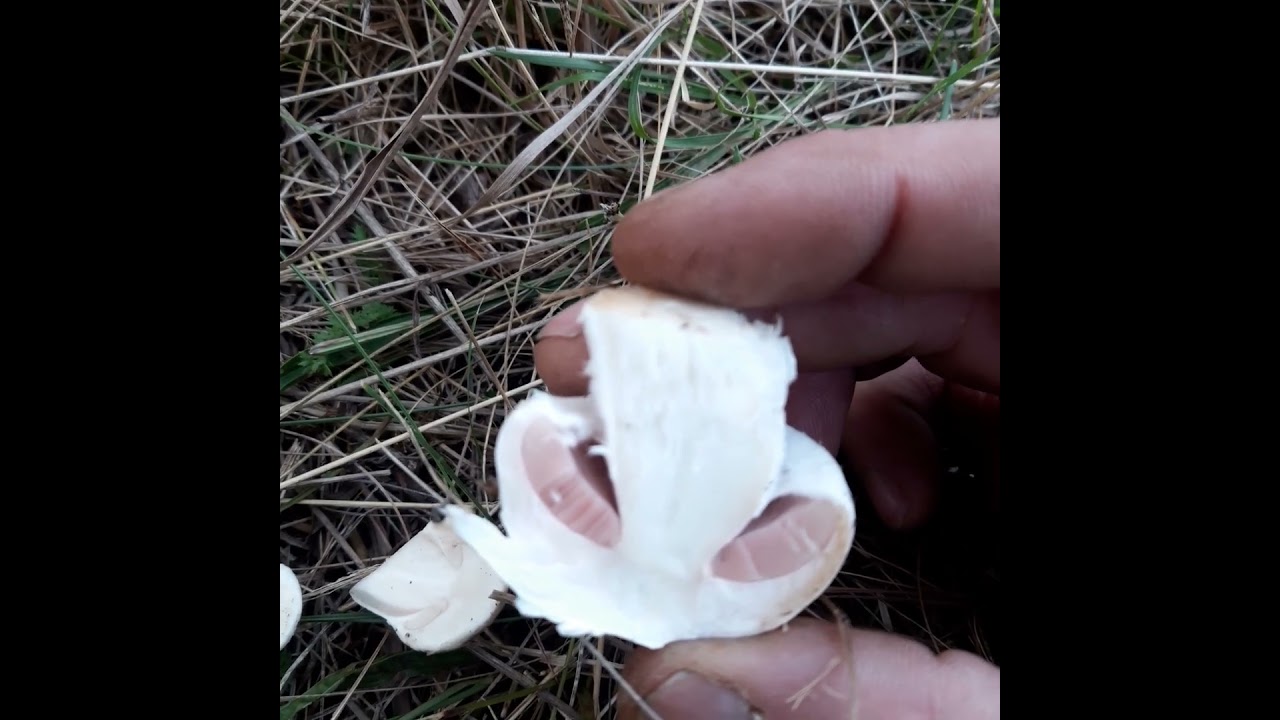 Junger Wiesenchampignon ( Agaricus campestris ) 12/09/2025 S&uuml;dharz