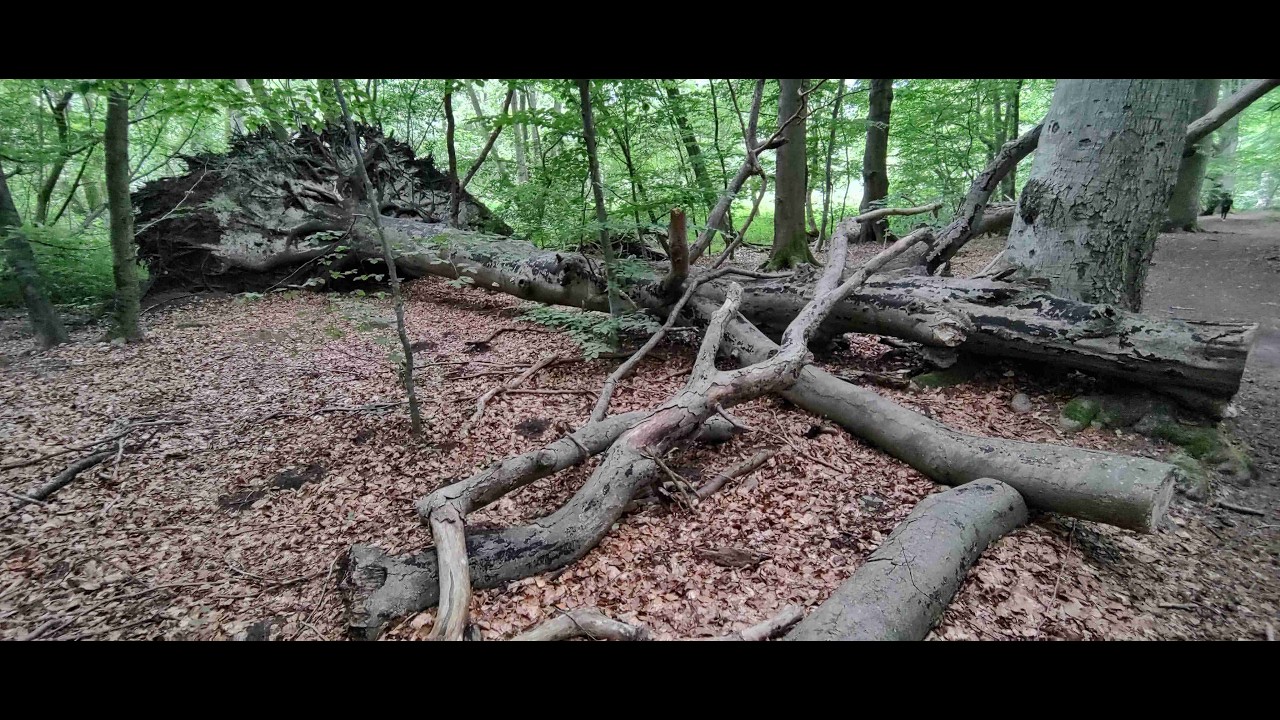 11. juli 2025 N&aelig;stved &ndash; Herlufsholmskoven