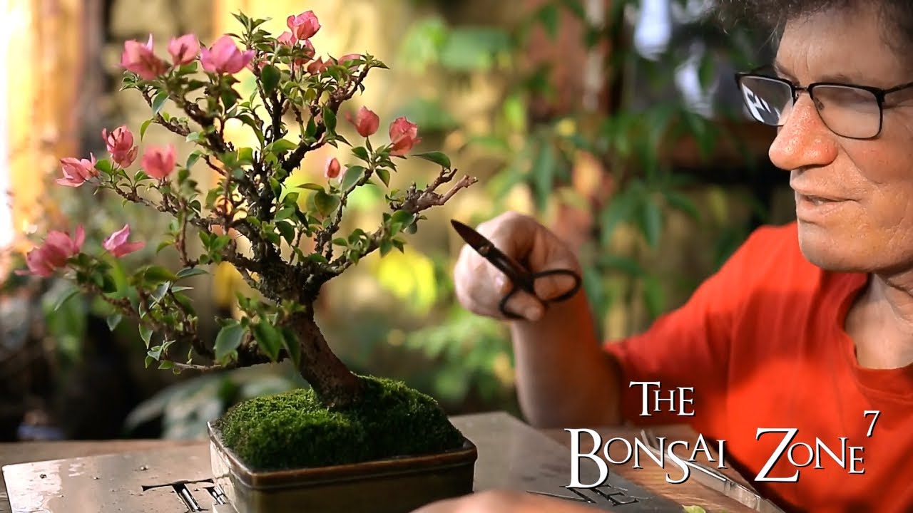 Pruning My Pink Pixie Bougainvillea Bonsai, The Bonsai Zone Dec 2020