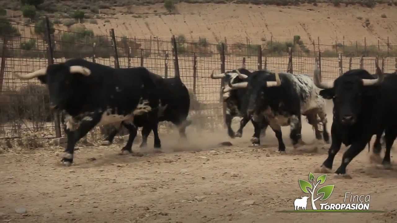 Finca Toropasi&oacute;n - La emoci&oacute;n del toro bravo y el caballo