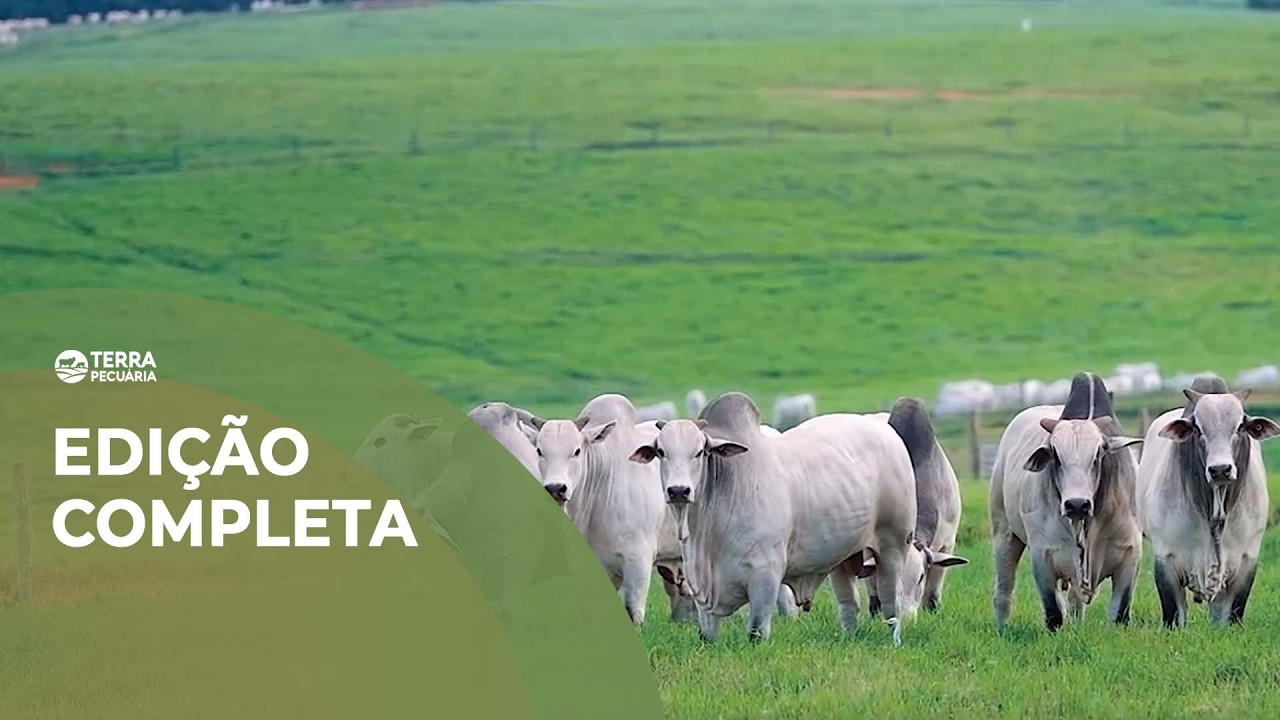 TERRA PECUÁRIA - Edição Completa 22/02