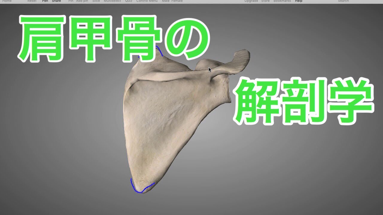 骨の解剖学：肩甲骨