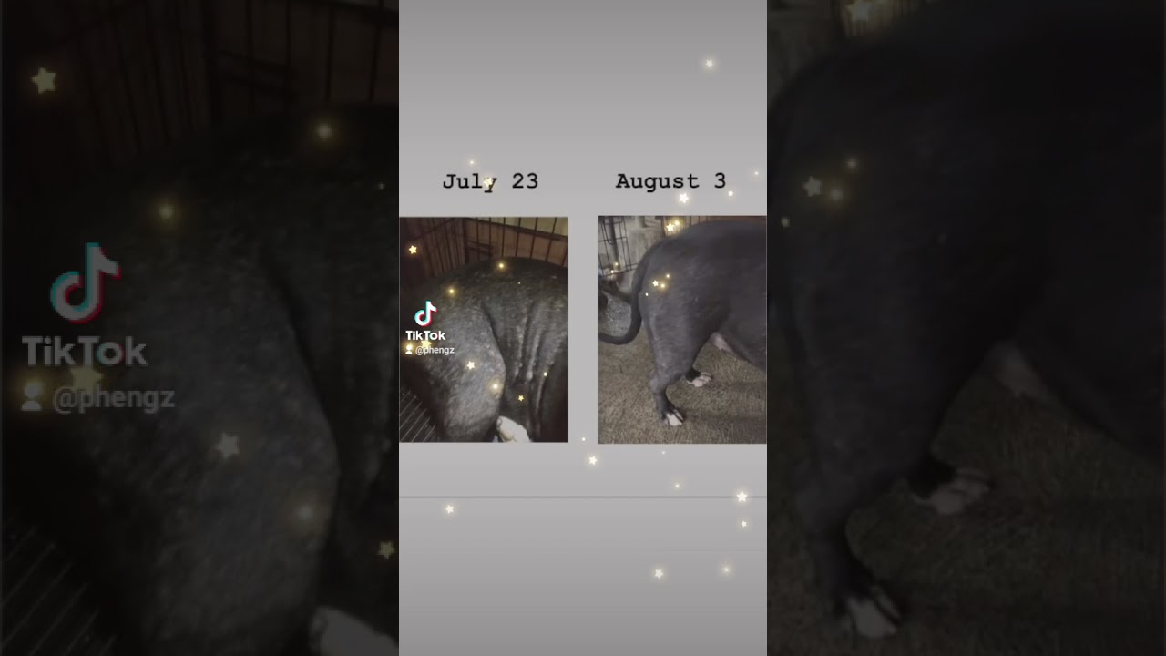 PET'S FUEL boost your pets immune system | organic moringa & probiotics #pets #petsfuel #petlovers