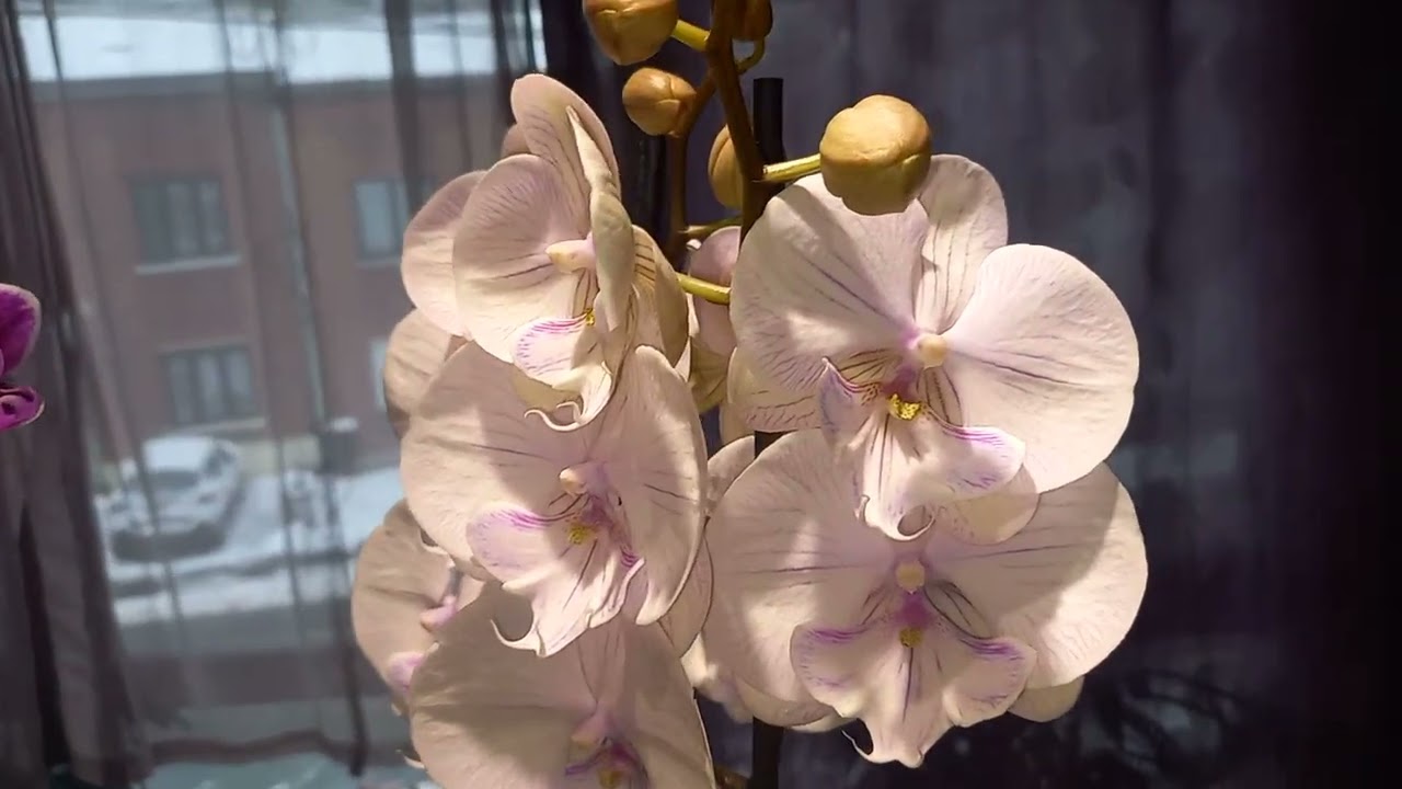 Пополнение коллекции растений #растения #plants #цветы #обзорорхидей #цветущиеорхидеи #flowers 