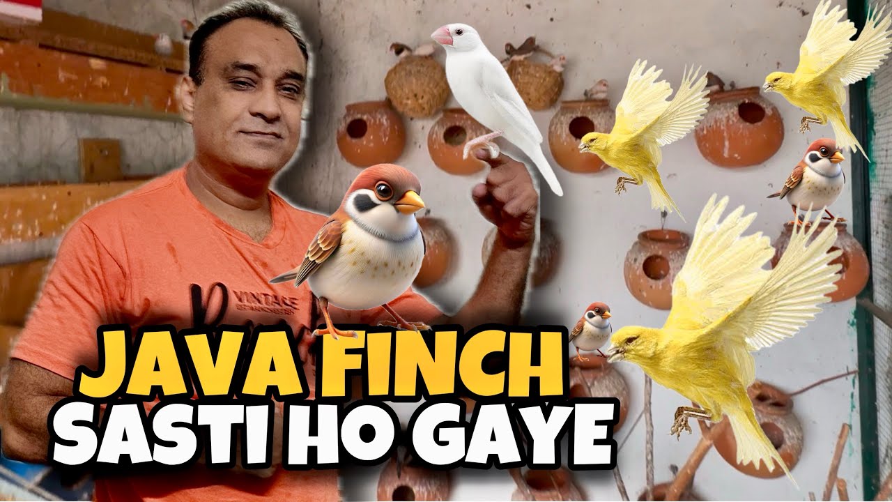 Java Finches Breeding Setup | Java Finches Price Today