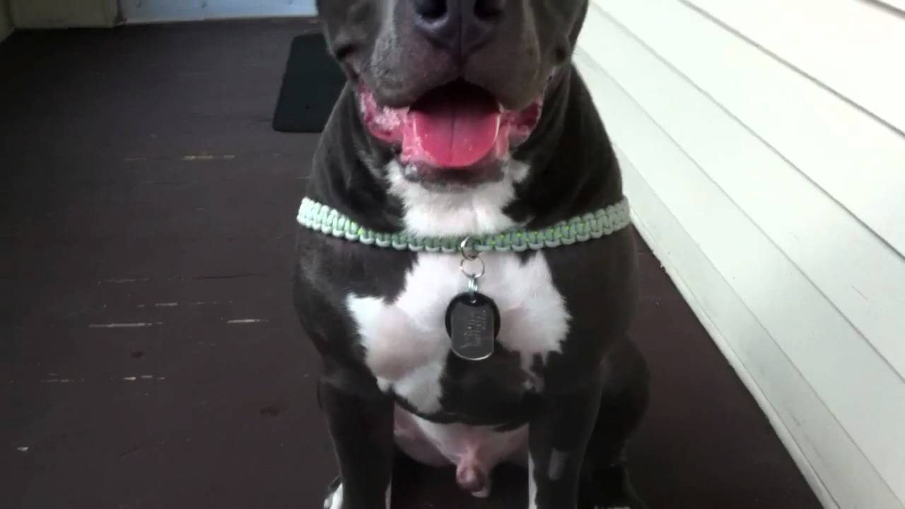 Paracord Dog Harness.