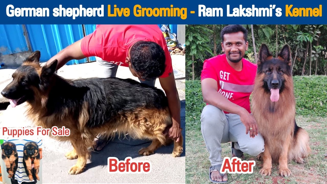 German shepherd Dog Grooming | Ram Lakshmi's Kennel at Hosur | Dreamer Paul Vlog | Tamil