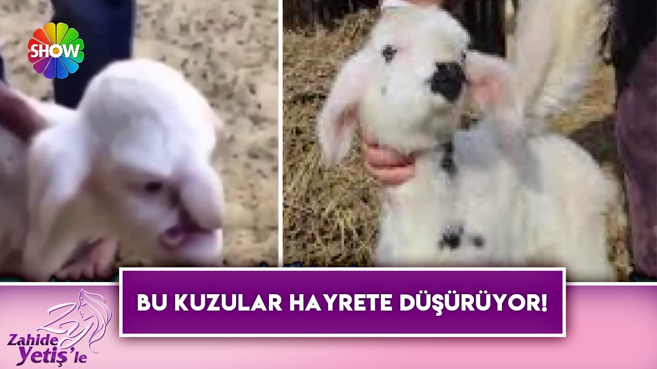 Biri insan yüzlü diğeri ise tek kanatlı dünyaya geldi! | Zahide Yetiş'le