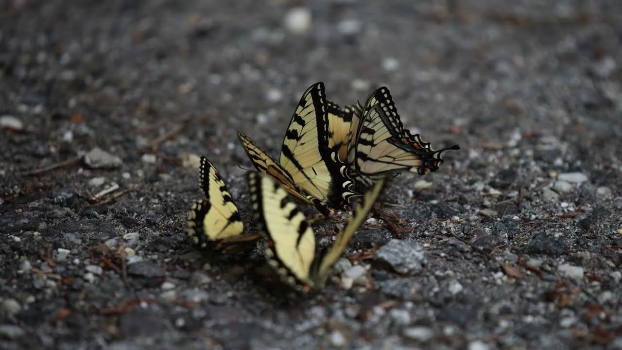 Vanessa Van Life Chapter 18