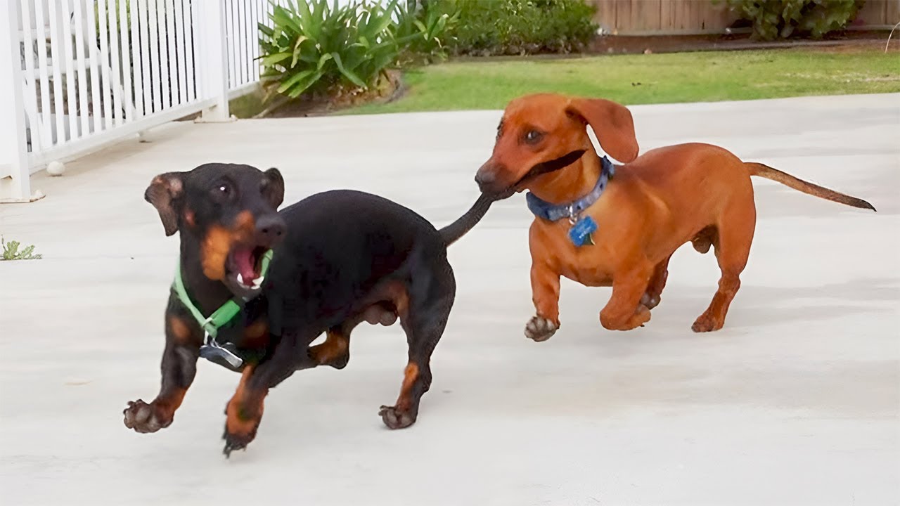 Самые смешные видео с животными 😹 Когда животные полностью теряют контроль 🤪