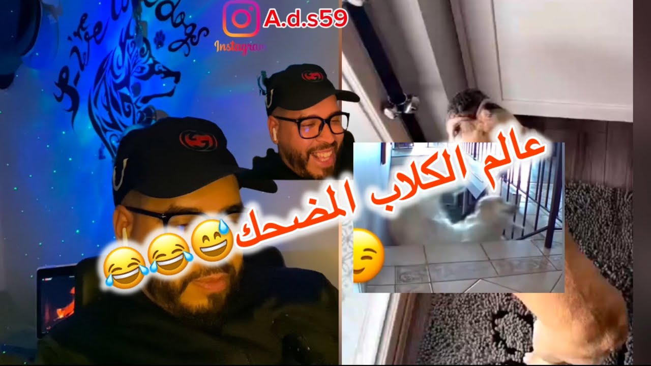 عالم الكلاب المضحك 😂😂😂واحد الفيديو غذي يصدمكم 🤣🤣