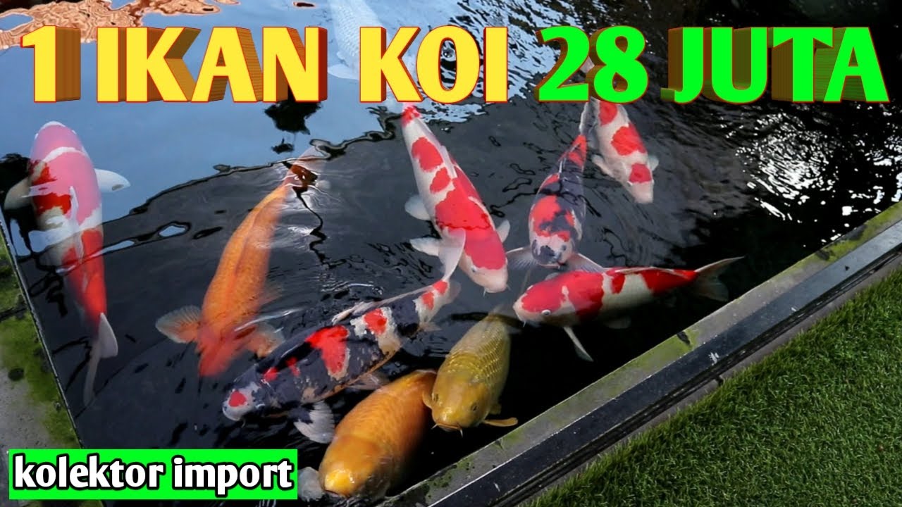 IKAN KOI CERAH|REVIEW KOLEKTOR IKAN KOI 1 IKAN KOI BISA 28 JUTA#IKANKOI#IKANKOISULTAN#IKANKOIJUMBO#