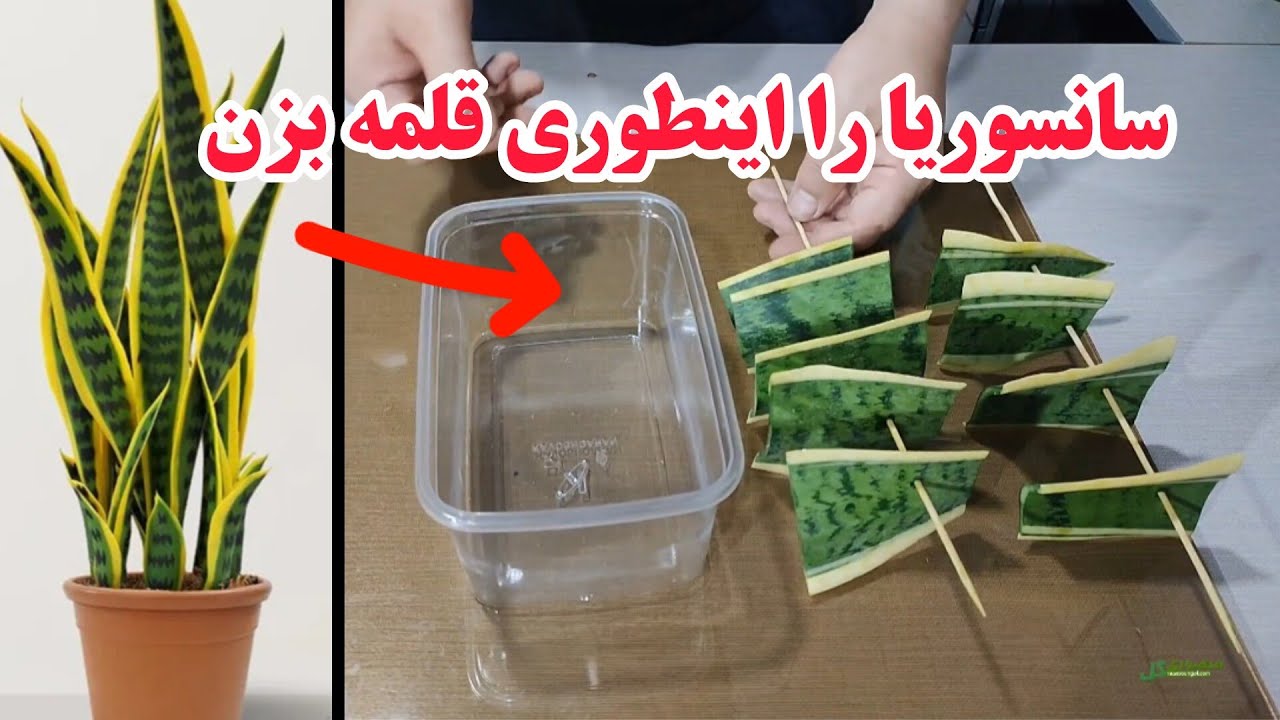 روش جادویی تکثیر سانسوریا در آب بدون نیاز به خاک!