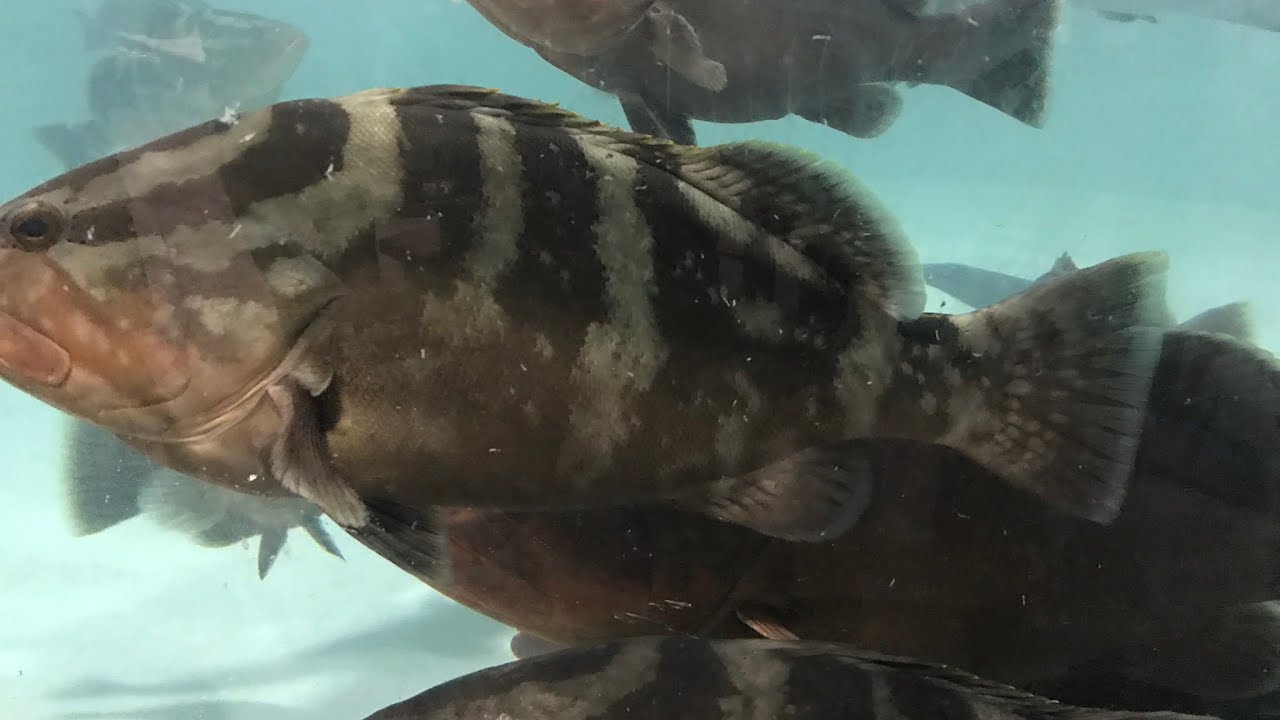 Full video of the release of our Nassau Grouper Broodstock