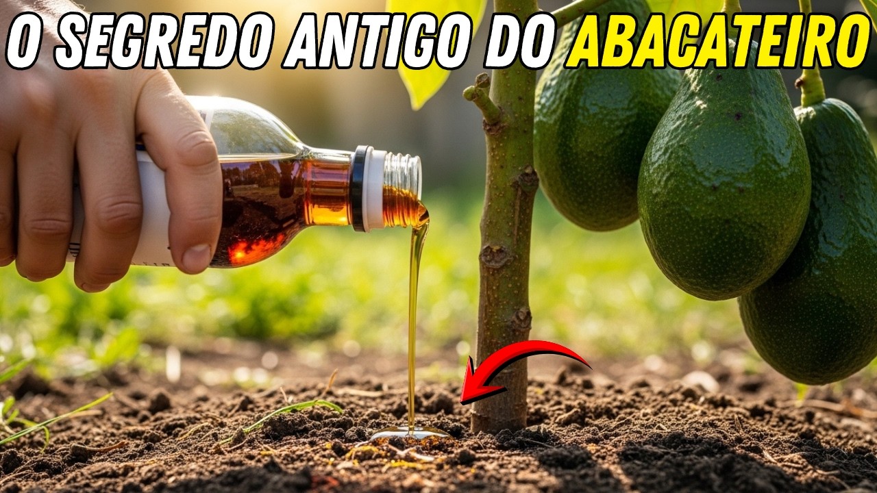 Coloquei Isso no Pé de Abacate e Ele Deu Frutos em 1 Ano (Incrível)