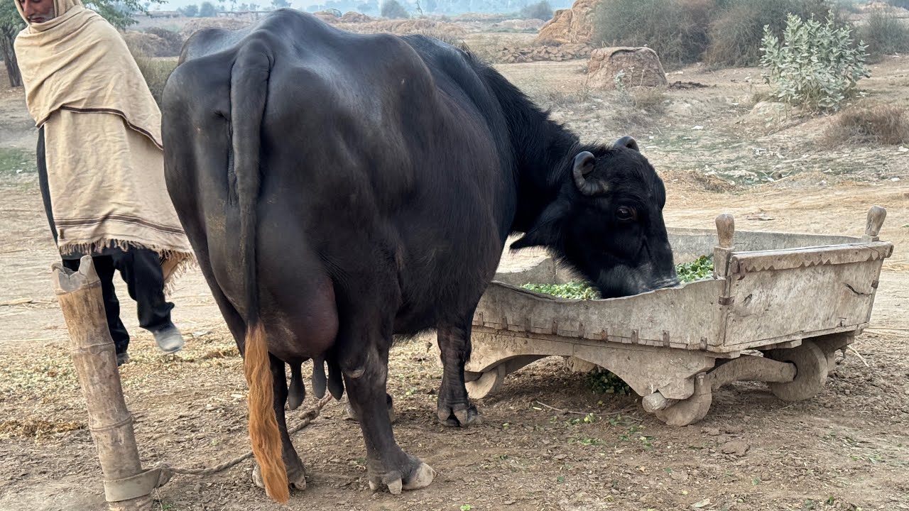 پیورنیلی راوی کی 16کلو والی بھینس براۓفروخت19جنوری | Pure Nilli Ravi buffalo for sale in Punjab 