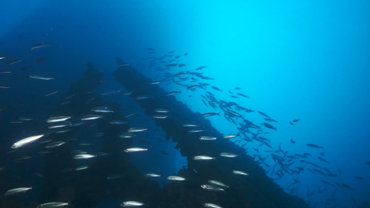 Plongée sur le Haven 2021