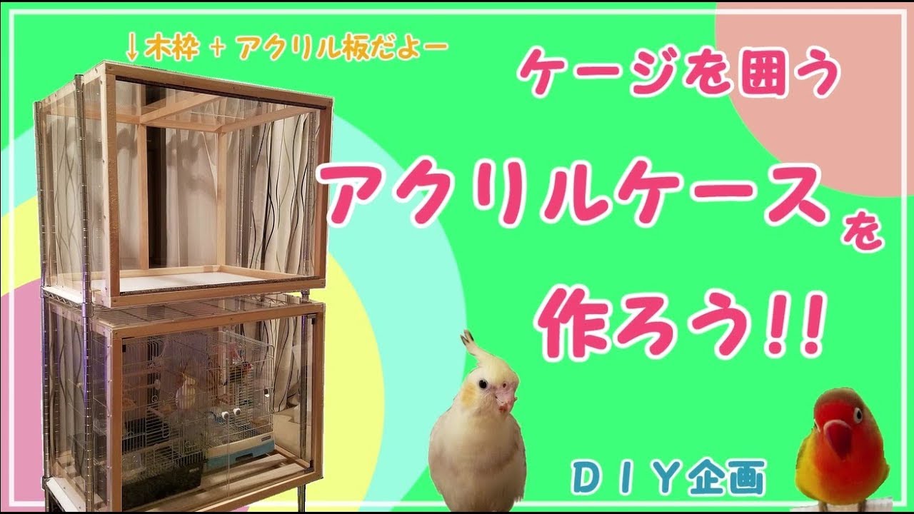 ★キョロのケージを囲う アクリルケースをＤＩＹ♪ あかねﾁｬﾝとポッキーも拡張するよ★ ＤＩＹ企画　ボタンインコ ・ オカメインコ ・ ウロコインコ Parakeets appeared