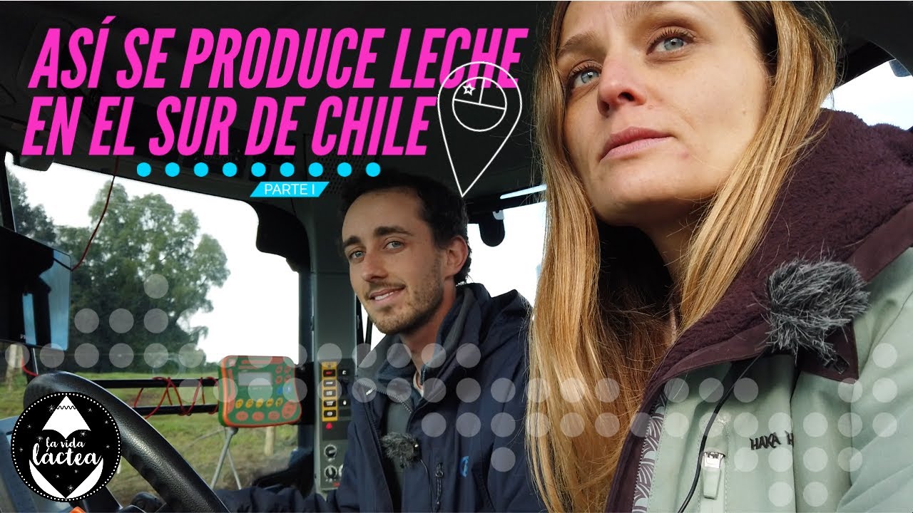 Así se produce leche en el sur de Chile | Parte I