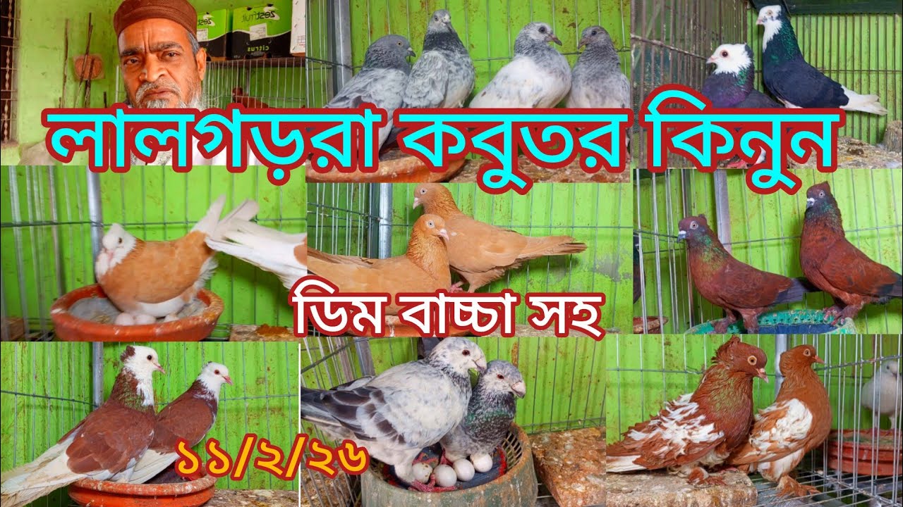 লালগড়রা কবুতর কিনুন ডিম বাচ্চা সহ একদম পাইকারি দামে