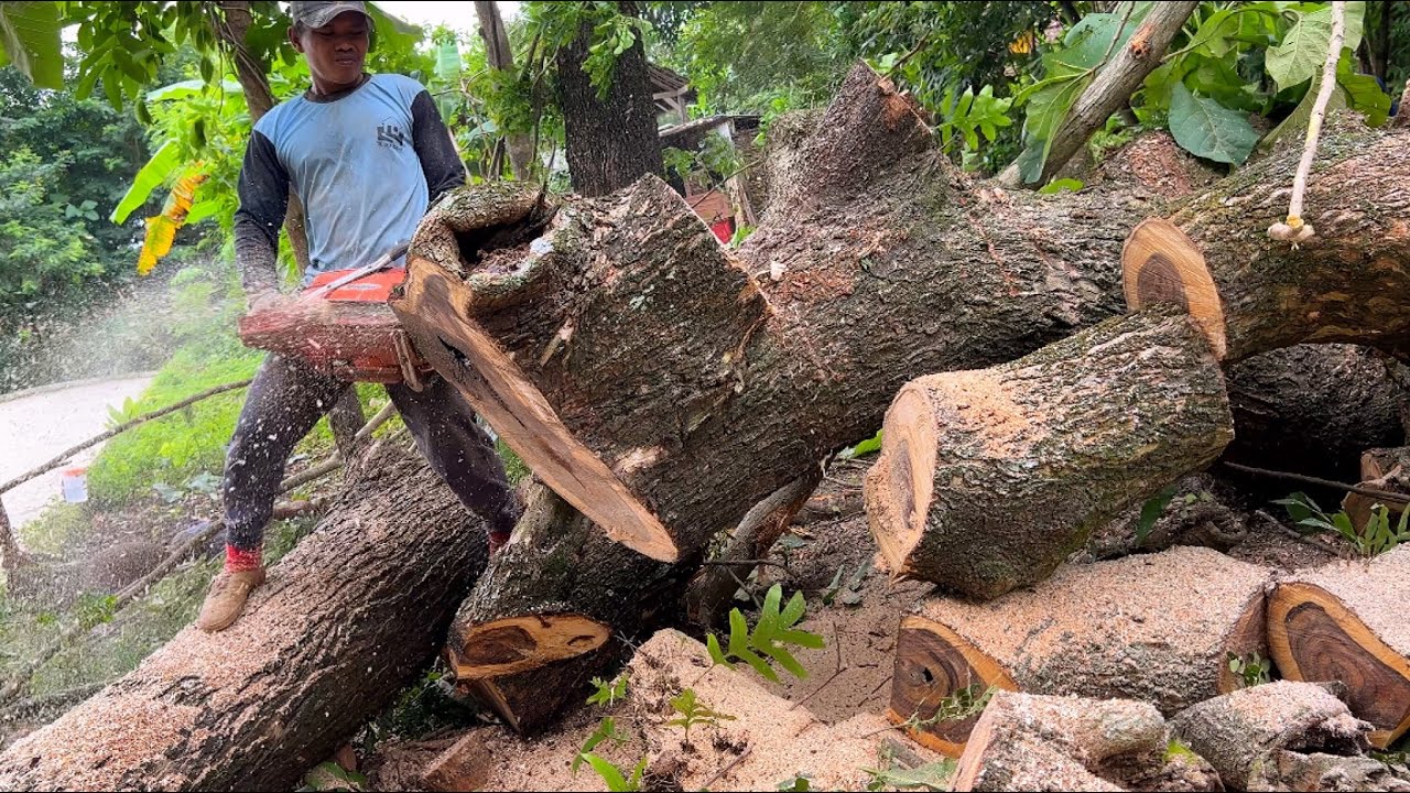 Best chainsaw ever Made... Husqvarna 3120xp & Stihl ms660, Cut 3 trees quickly and easily.